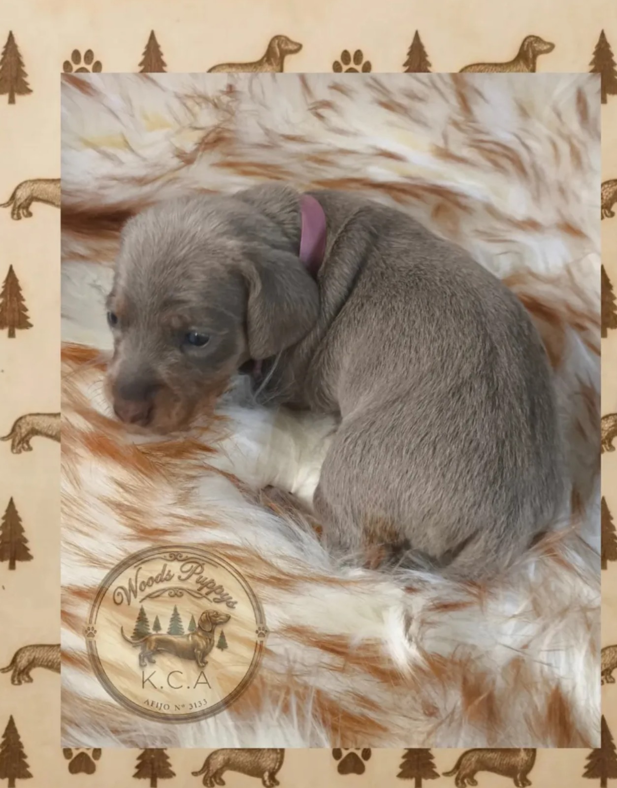Hembra Isabella · Dachshund Mini · Woods Puppys